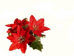 Red Flowers With Leaves