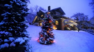 christmast tree in natural evening