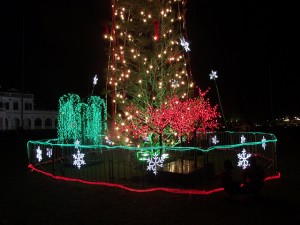 christmas tree Suriname South-America …