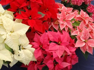 Christmas Flowers