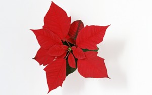 Christmas Flower