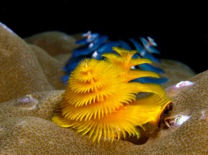 Christmas tree worms